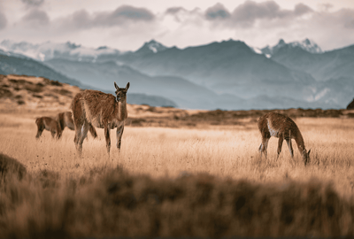 Tierra del Fuego